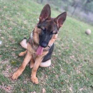 Meet your Posher, Teddy